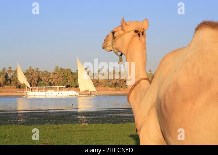 Égypte, haute Égypte, vallée du Nil, Daraw (à côté de Kom Ombo), dromadaire sur les rives du Nil avec le dahabieh Louxor en arrière-plan Banque D'Images