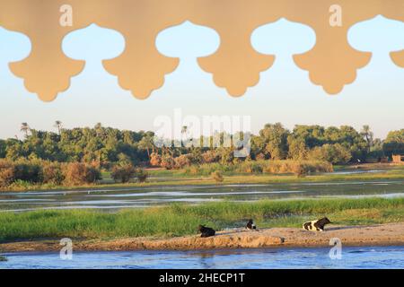 Égypte, haute Égypte, vallée du Nil, environs de Kom Ombo, croisière entre Esna et Assouan depuis dahabieh Louxor, vue depuis le pont supérieur du bateau sur les rives du Nil avec ses vaches Banque D'Images