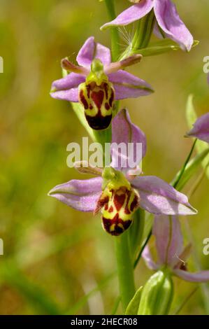 Abeille Orchid, Orphy apifera, large propagation au Royaume-Uni sur sol calcaire, floraison juin et juillet, Wiltshire, Angleterre, Grande-Bretagne. Banque D'Images