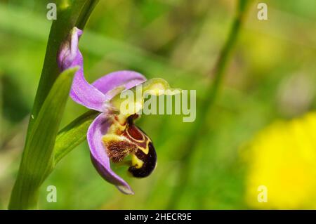 Abeille Orchid, Orphy apifera, large propagation au Royaume-Uni sur sol calcaire, floraison juin et juillet, Wiltshire, Angleterre, Grande-Bretagne. Banque D'Images