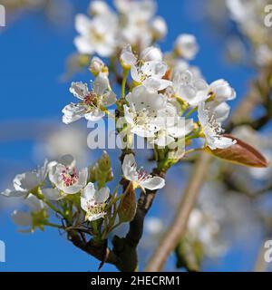 Les Bloooms de la poire Nashi, Pyrus pyrifolia, en gros plan Banque D'Images