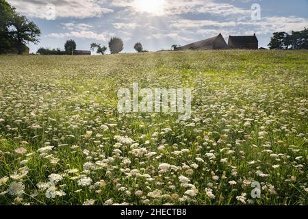 France, Puy de Dome, Saint Angel, carottes sauvages (Daucus carota) dans un pré à Combrailles Banque D'Images