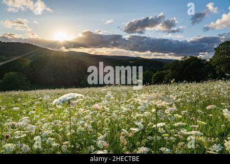 France, Puy de Dome, Saint Angel, carottes sauvages (Daucus carota) dans un pré à Combrailles Banque D'Images