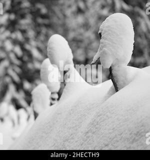 France, la nature adopte parfois des formes très curieuses appelées Pareidolia, visages de neige enveloppés autour des piquets d'une clôture en bois Banque D'Images