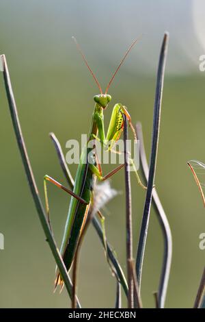 France, Doubs (25), animaux sauvages, Insecte, Mante,Mante religieuse (Mantis religiosa) /France, Doubs, animal sauvage, insecte, Mantis,Mantis priant (Mantis religiosa) Banque D'Images