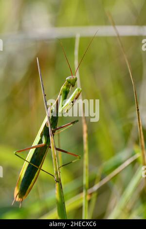 France, Doubs (25), animaux sauvages, Insecte, Mante,Mante religieuse (Mantis religiosa) /France, Doubs, animal sauvage, insecte, Mantis,Mantis priant (Mantis religiosa) Banque D'Images