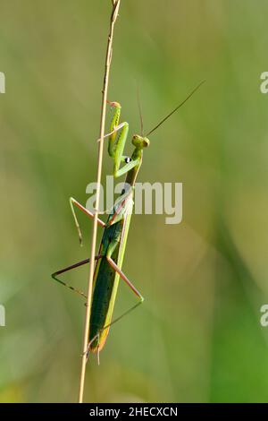 France, Doubs (25), animaux sauvages, Insecte, Mante,Mante religieuse (Mantis religiosa) /France, Doubs, animal sauvage, insecte, Mantis,Mantis priant (Mantis religiosa) Banque D'Images