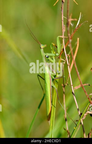 France, Doubs (25), animaux sauvages, Insecte, Mante,Mante religieuse (Mantis religiosa) /France, Doubs, animal sauvage, insecte, Mantis,Mantis priant (Mantis religiosa) Banque D'Images