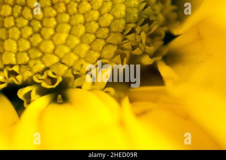 Jaune Chrysanthemum Macro Banque D'Images