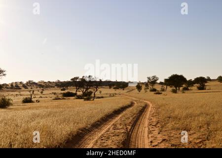 Route de terre dans le Kgalagadi Banque D'Images