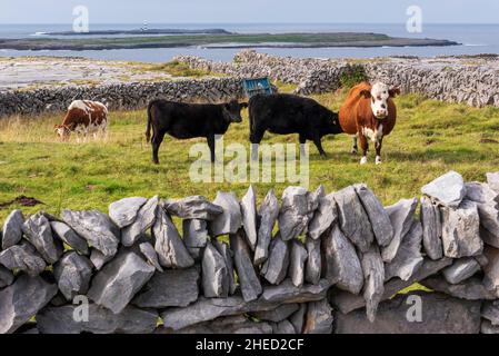 Irlande, Comté de Galway, îles Aran, île Inishmore, vaches dans les champs de pâturage entourés de murs de pierre sèche Banque D'Images