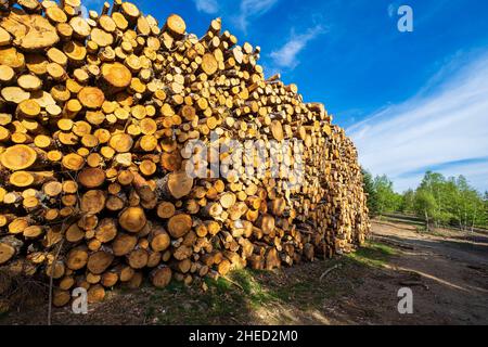 France, Lozère, Mont Lozère et Goulet, environs du Bleymard, coupe de bois sur le sentier Stevenson ou GR 70 Banque D'Images