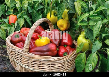 poivrons mûrs biologiques fraîchement récoltés dans le potager Banque D'Images