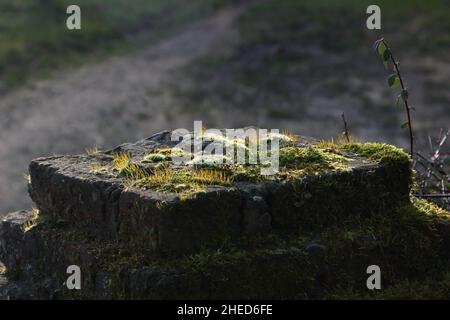 Mousse sur des pierres anciennes.Un vieux mur de tour. Banque D'Images