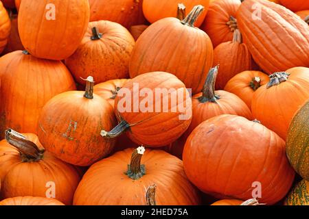 Pile de grandes citrouilles d'Halloween orange utilisées pour la sculpture Banque D'Images