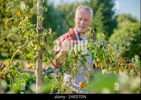 Homme mature travaillant dans la serre et tenant les tomates entre les mains Banque D'Images