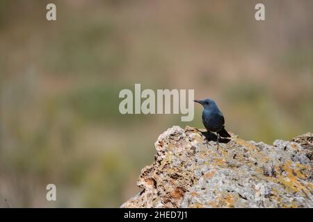 Le rocker solitaire est une espèce d'oiseau de passereau de la famille des Muscicapidae. Banque D'Images