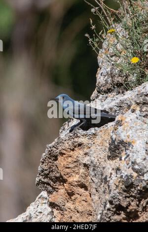 Le rocker solitaire est une espèce d'oiseau de passereau de la famille des Muscicapidae. Banque D'Images