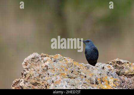 Le rocker solitaire est une espèce d'oiseau de passereau de la famille des Muscicapidae. Banque D'Images