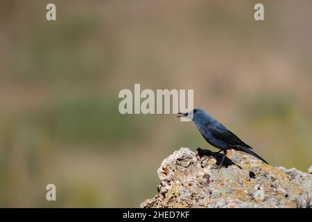 Le rocker solitaire est une espèce d'oiseau de passereau de la famille des Muscicapidae. Banque D'Images