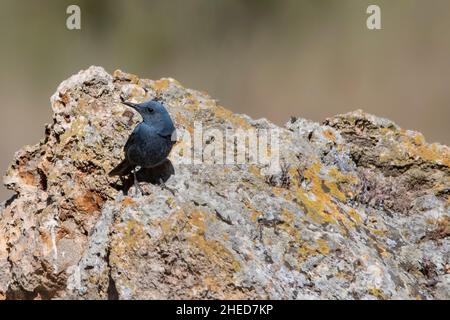 Le rocker solitaire est une espèce d'oiseau de passereau de la famille des Muscicapidae. Banque D'Images