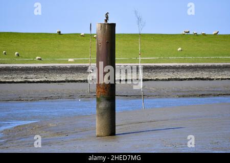 Le port de Husum à marée basse avec des moutons en arrière-plan Banque D'Images
