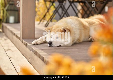 Chien Shiba inu allongé sur la véranda ouverte de la maison Banque D'Images