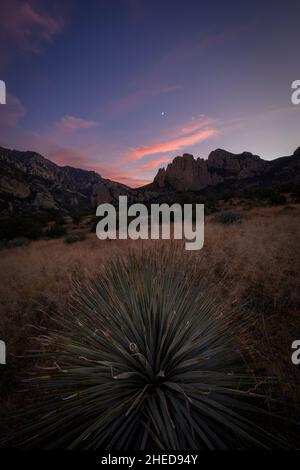 Yucca à feuilles étroites et les montagnes Chiricahua au coucher du soleil ; forêt nationale de Coronado, Arizona. Banque D'Images