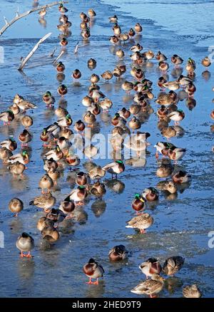 Un grand nombre de canards colverts s'enravent au-dessus d'une banquise, essayant de rester au chaud par temps glacé sur la rivière Deschutes, dans le centre de l'Oregon. Banque D'Images