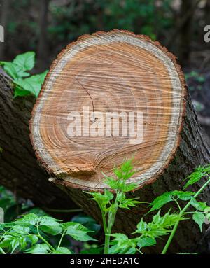 Surface du tronc d'arbre scié montrant les anneaux d'arbre Banque D'Images