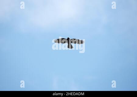 Mouette alpine Pyrrhocorax grolus en vol contre un ciel bleu, Vercors France Banque D'Images