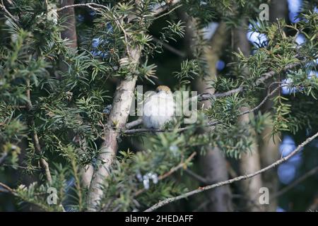 Blackcap Sylvia atricapilla femelle dans arbre à feuilles persistantes près d'Oxford Oxfordshire Angleterre Royaume-Uni Banque D'Images