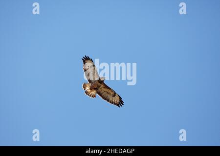 Buteo buteo à la mode commune en vol à la station d'alimentation Gigrin Farm Red Kite Rhayader Powys Mid Wales Banque D'Images