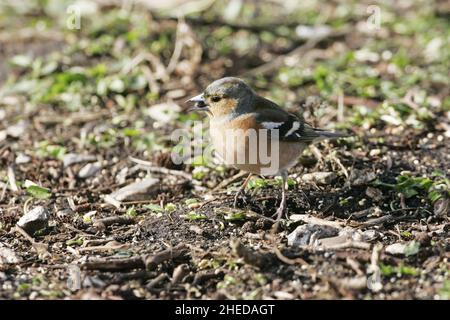 Coelebs communs Fringilla coelebs mâle en hiver plumage se nourrissant dans le Hampshire terrestre Angleterre Banque D'Images