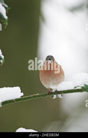 Fringella coelebs chaffinch commun homme perché sur snowy branch New Forest National Park Hampshire England UK Banque D'Images