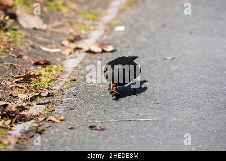 Commun blackbird Turdus merula mâle collecte de nourriture pour les jeunes au bord de la route Ringwood Hampshire Angleterre Royaume-Uni Banque D'Images