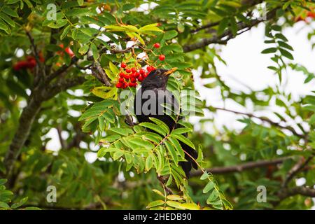 Commun blackbird Turdus merula adulte mâle se nourrissant sur les baies de la montagne Ash Sorbus aucuparia dans un jardin Ringwood Hampshire Angleterre Royaume-Uni août 2015 Banque D'Images