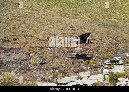 Caracara plancus Caracara australe décollant plus sombres des îles Falkland Island Novembre 2015 Banque D'Images