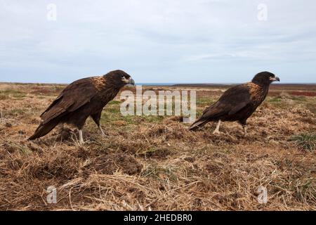 Phalcoboenus australis caracara strié sur les herbages Pebble Island Îles Malouines territoire britannique d'outre-mer en décembre 2016 Banque D'Images