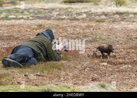 Phalcoboenus australis caracara strié d'une recherche dans les Prairies pour la nourriture avec à proximité l'Île Sealion photographe britannique des îles Falkland Overse Banque D'Images