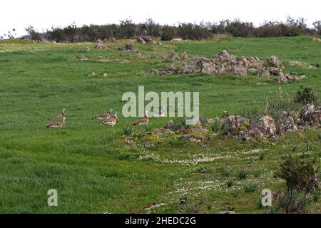 Grand butarde Otis tarda groupe de mâles marchant sur des plaines vallonnées et des collines rocheuses près de Castro Verde région de l'Alentejo Portugal février 2017 Banque D'Images