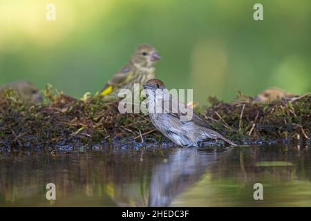 Sylvia atricapilla Blackcap femelle à bord de piscine à débordement près de Parc national de Kiskunsag Tiszaalpar Hongrie Juin 2017 Banque D'Images