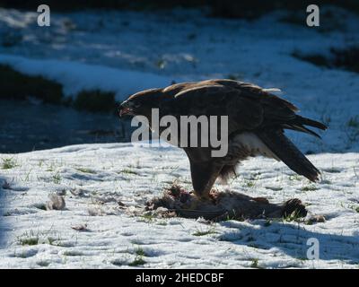 Buteo buteo Buteo, un bourdonnet commun se nourrissant d'un pigeon en bois mort Columba Palumbus sur une pelouse enneigée, Ringwood, Hampshire février Banque D'Images