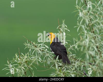 blackbird Xanthocephalus xanthocephalus mâle chantant d'olive russe Elaeagnus angustifolia, Broadview, Montana, États-Unis, juin 2019 Banque D'Images