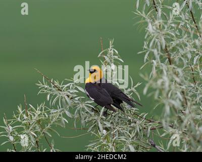 blackbird Xanthocephalus xanthocephalus mâle chantant d'olive russe Elaeagnus angustifolia, Broadview, Montana, États-Unis, juin 2019 Banque D'Images