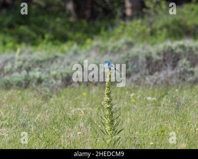 Sialia currucoides perchée au sommet d'une plante monuente Frasera speciosa, refuge national de la faune de Red Rock, Montana, États-Unis, juin 2019 Banque D'Images