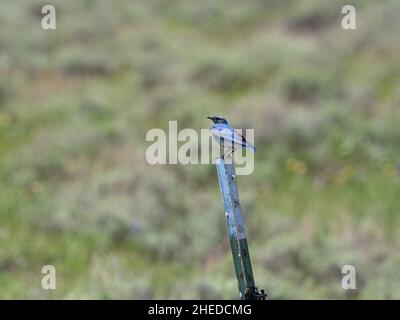 Sialia currucoides perchée au sommet d'un poteau métallique, refuge national de la faune de Red Rock, Montana, États-Unis, juin 2019 Banque D'Images