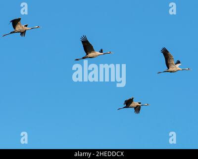 Grue commune Grus Grus four en vol près de Oath, Somerset Levels and Moors, Somerset, Angleterre, Royaume-Uni, septembre 2019 Banque D'Images