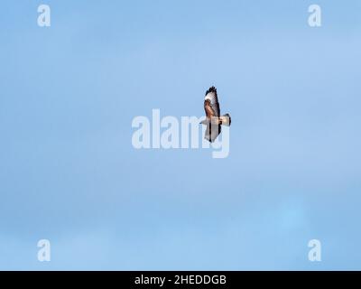 Buteo buteo, bourdonnement commun, en vol contre un ciel bleu clair, de North Hide, de la réserve naturelle nationale Westhay Moor, de la réserve de Somerset Wildlife Trust Banque D'Images