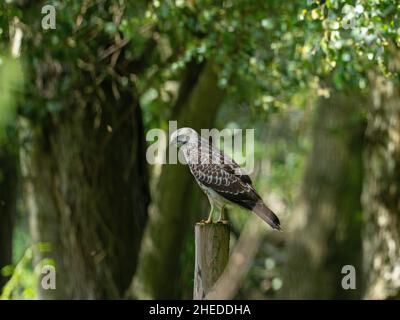 Buteo buteo buteo, bourdonnement commun, perché sur un poste de clôture en bordure de route, près de la réserve naturelle de Westhay Moor, des marais Avalon, des niveaux Somerset et des Maures, Somerset Banque D'Images